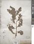Quercus lobata Née