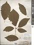Quercus montana Willd.