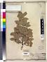 Quercus oblongifolia Torr.