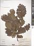 Quercus peduncularis Née