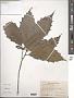 Quercus skinneri Benth.