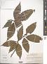Quercus skinneri Benth.