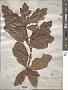 Quercus sp.