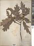 Quercus sp.