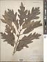 Quercus sp.