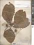 Quercus sp.