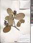 Quercus sp.