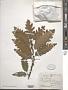 Quercus sp.