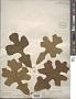 Quercus sp.