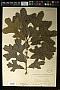 Quercus stellata Wangenh.