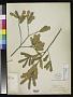 Quercus subtriloba Trel.