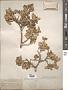 Quercus turbinella Greene