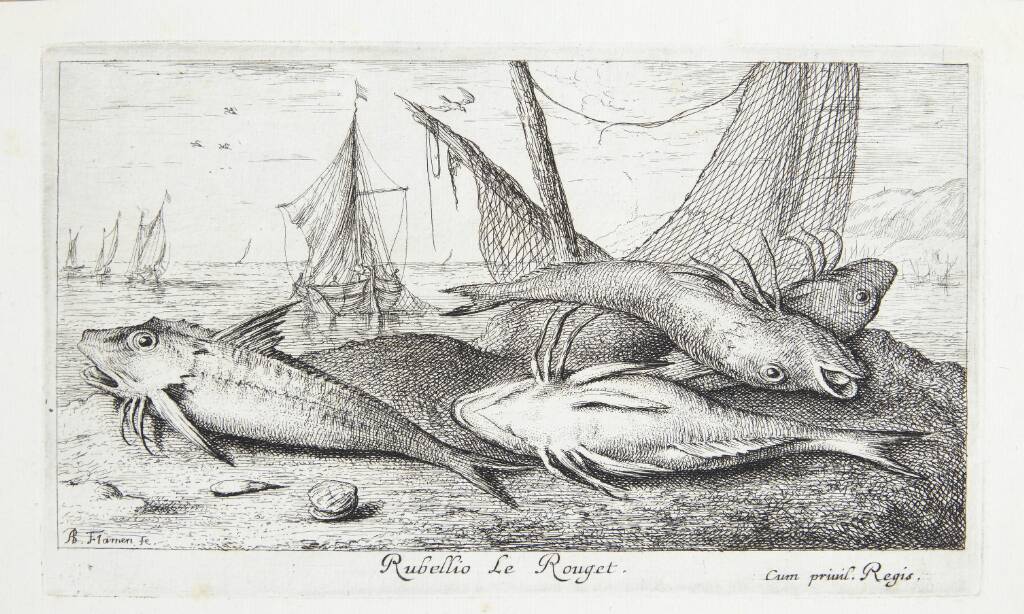 Rød multe (Rubellio)