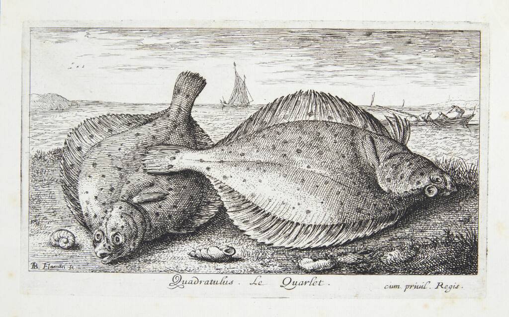 Rødspætte (Quadratulus)