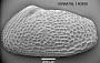 Rabilimus sp