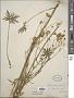 Ranunculus acris L.