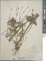 Ranunculus acris L.