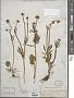 Ranunculus cardiophyllus Hook.