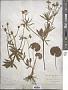 Ranunculus cassubicus L.
