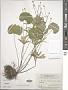 Ranunculus cassubicus L.