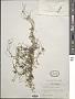 Ranunculus flaccidus Hook. f. & Thomson