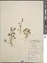 Ranunculus hebecarpus Hook. & Arn.
