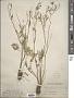 Ranunculus linearilobus Bunge