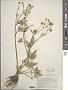 Ranunculus macounii Britton