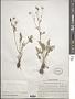 Ranunculus pinnatisectus Popov