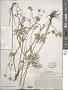 Ranunculus polyanthemos L.