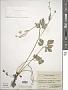 Ranunculus repens L.