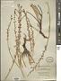Reaumuria hypericoides Willd.