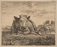Recumbent Cow