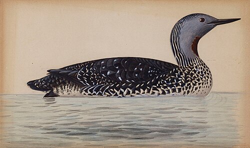 Red-Throated Diver
