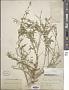 Reseda lutea L.
