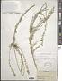 Reseda lutea L.