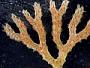 Reteporella sp.