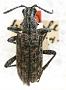 Rhagium boreale