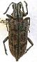 Rhagium mexicanum