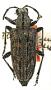 Rhagium thoracicum