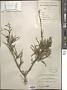 Rhamnus erythroxylon Pall.