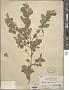 Rhamnus globosa Bunge