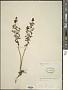 Rhexia lutea Walter