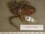 Rhinella chilensis