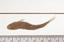 Rhinichthys meleagris