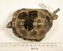 Rhinoclemmys funerea