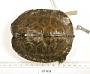 Rhinoclemmys funerea