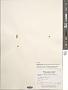 Rhipiliopsis profunda (Eiseman & S.A. Earle) J.N. Norris & S. Blair