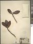 Rhizophora mangle L.