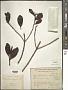 Rhizophora mangle L.